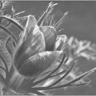 Pasqueflower