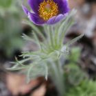 Pasqueflower - Pulsatilla Vulgaris