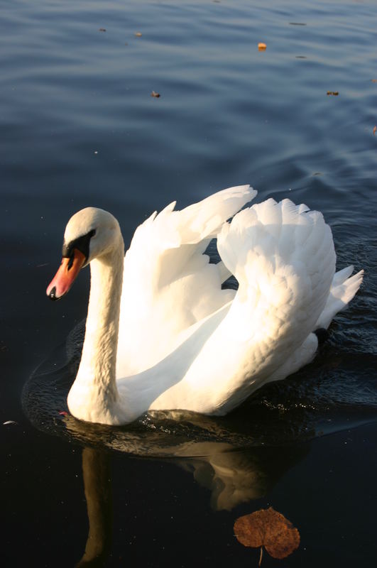 Pass auf, dass dir dein Herz nicht wegschwimmt......es kommt nicht wieder zurück......