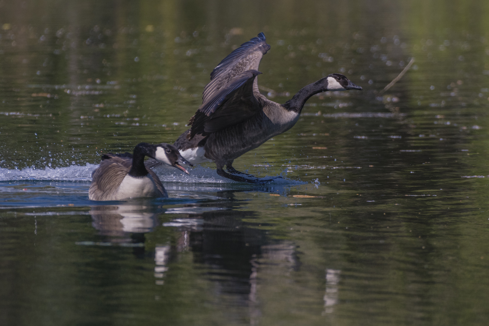 pass doch auf, du dumme Gans