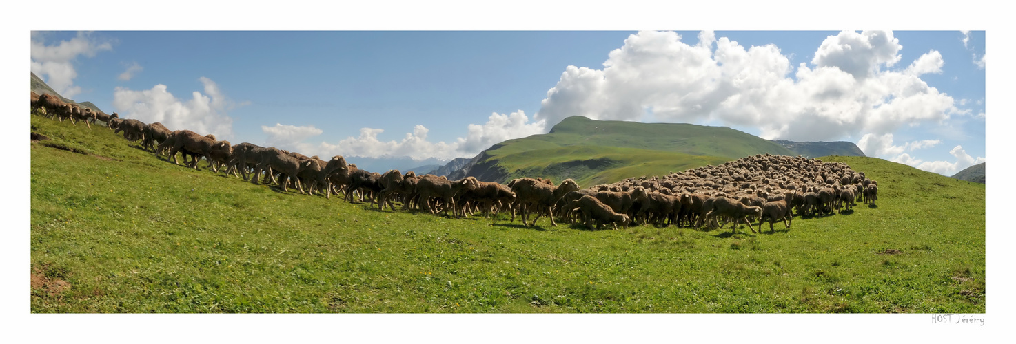 Passage des moutons