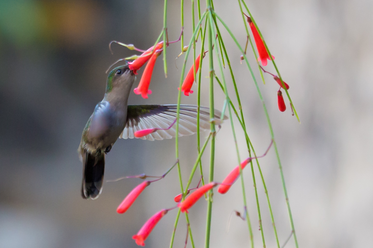 Passage éclair d'un colibri