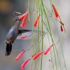 Passage éclair d'un colibri