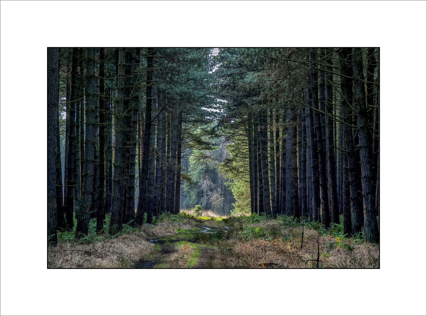 passage in the forest