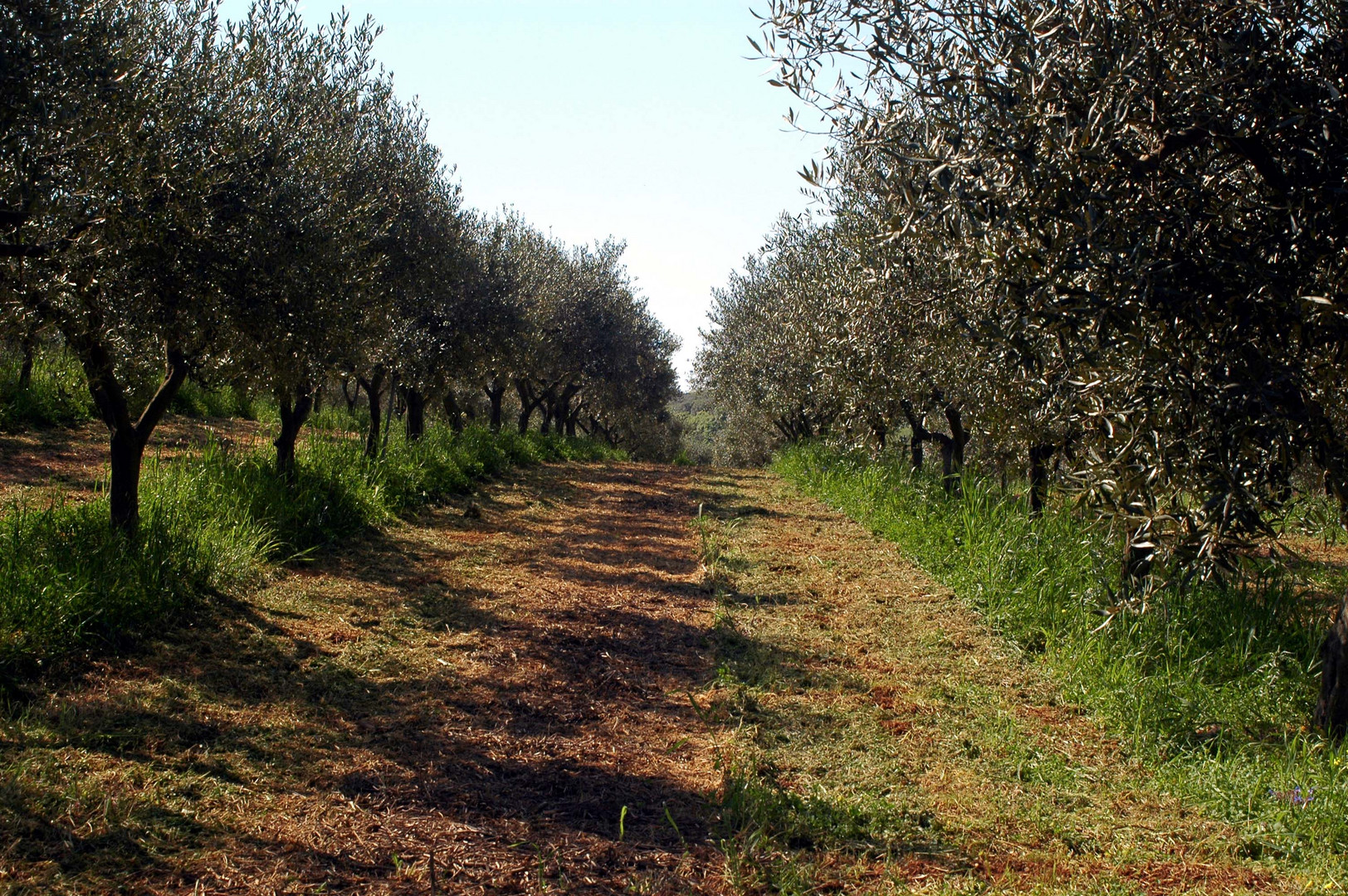 Passaggio tra gli ulivi