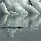 Passant im Jökulsarlon...