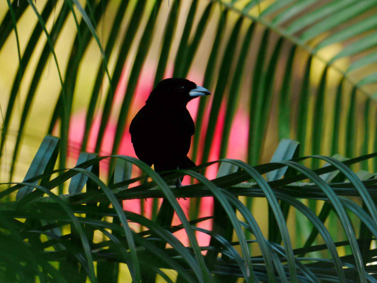 Passarini's Tanager