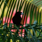 Passarini's Tanager