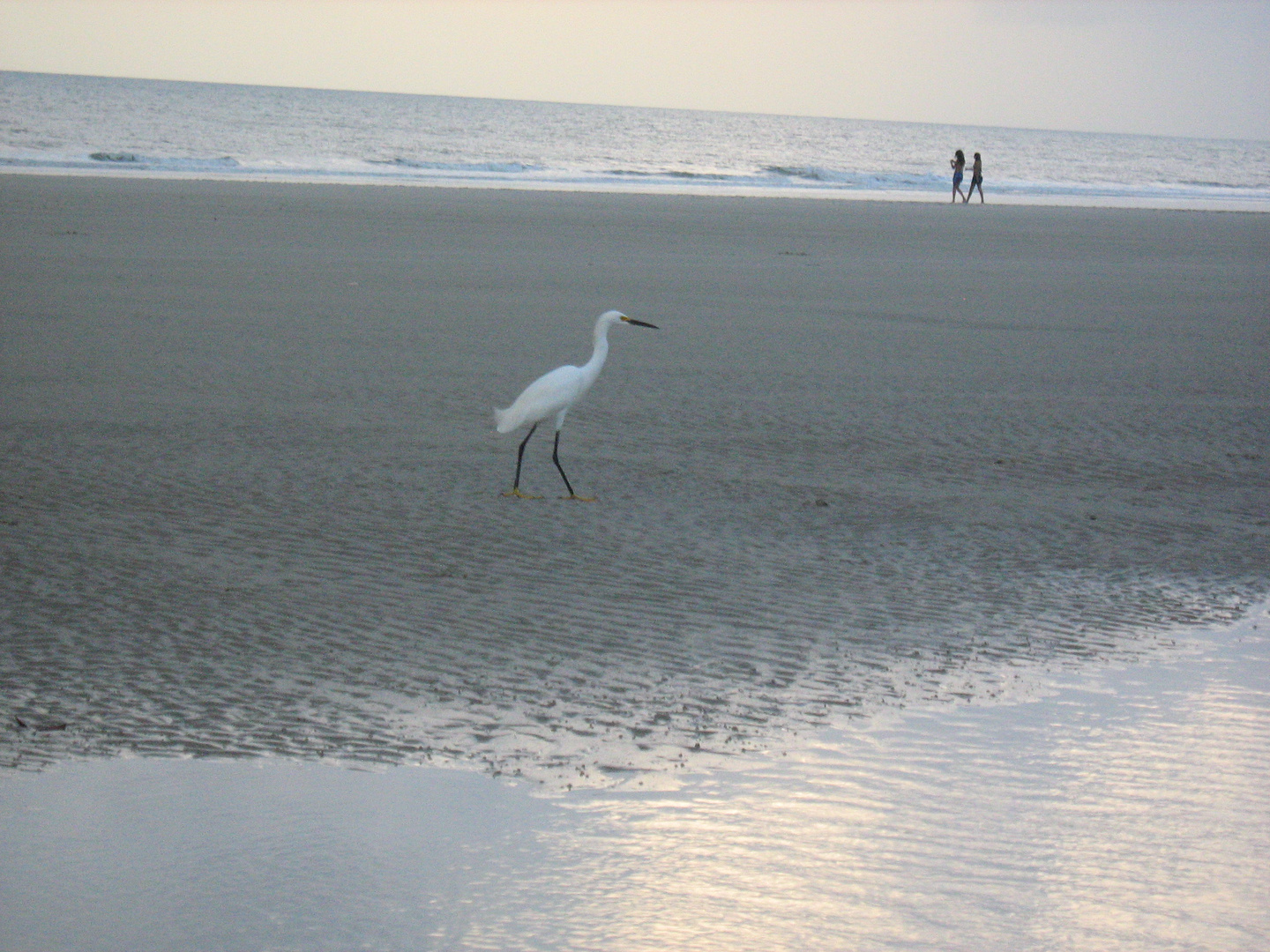 Pássaro na praia