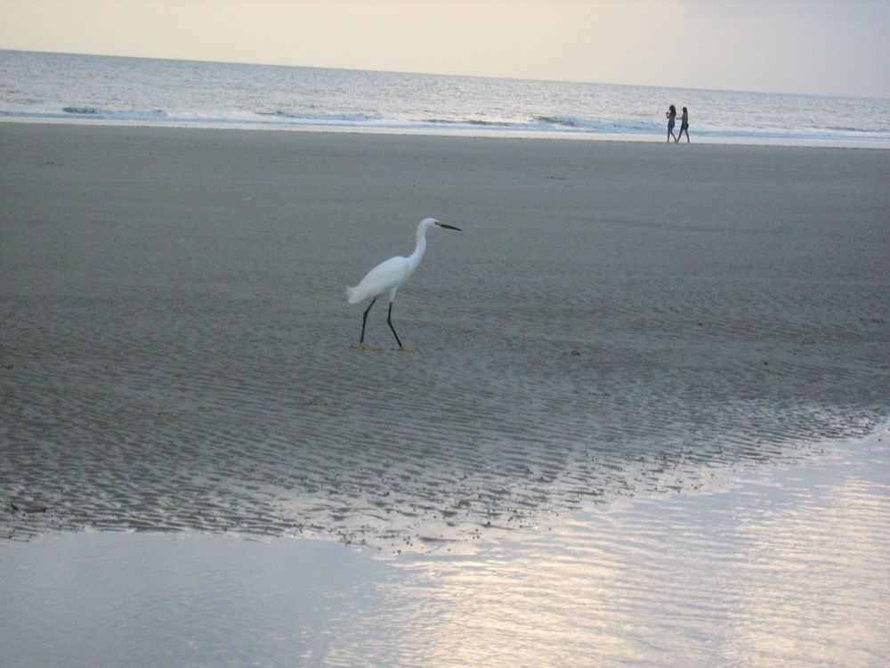 Pássaro na praia by Janaira Costa Silva 