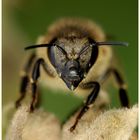 Passbild von einer Biene