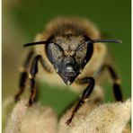 Passbild von einer Biene