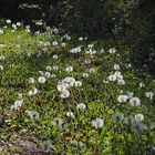 Passées fleur