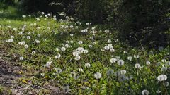 Passées fleur