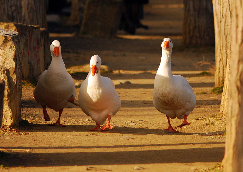 Passeggiando al tramonto