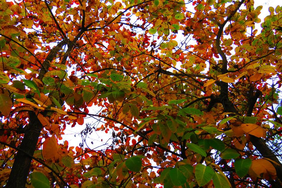 Passeggiando, d'autunno, col naso all'insù...