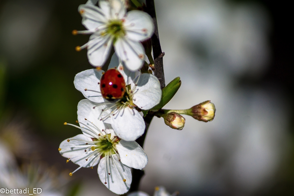 passeggiando di fiore in fiore