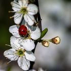 passeggiando di fiore in fiore