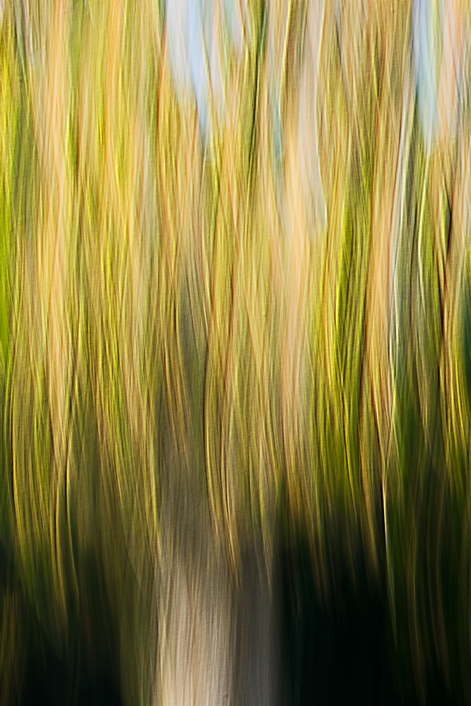 passeggiando nel bosco 4