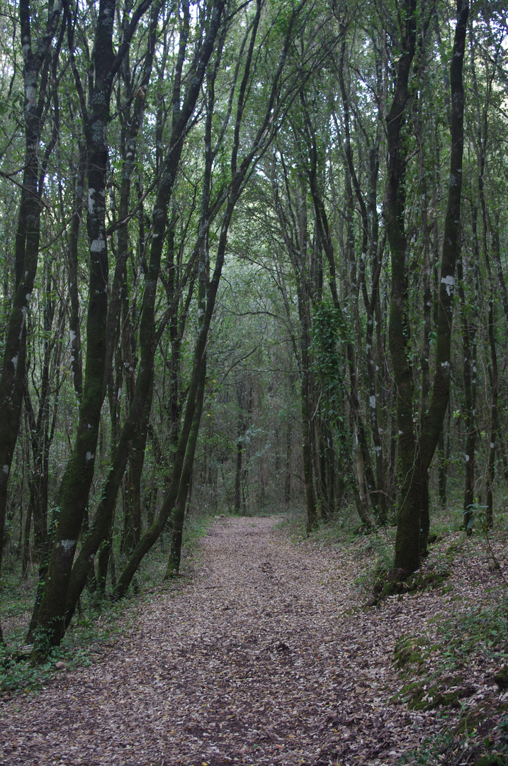 Passeggiando nel bosco.....