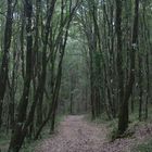 Passeggiando nel bosco.....