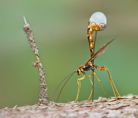 Passeggiando per i boschi .....