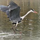 ...passeggiando sull' acqua....