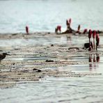 Passeggiando sull'acqua