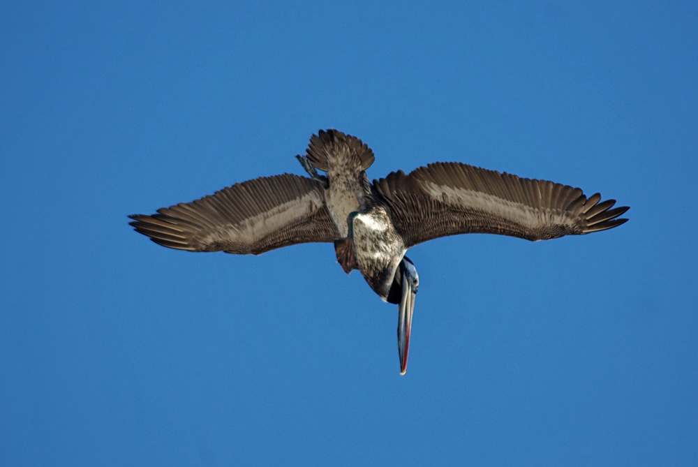 passeggiando volando.