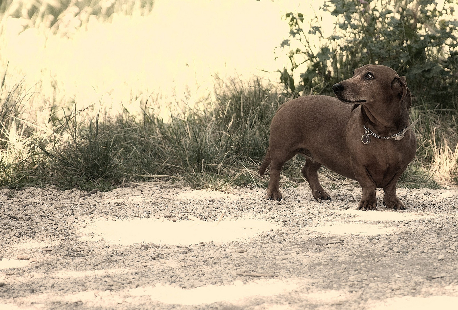 passeggiando.....un cane curioso..