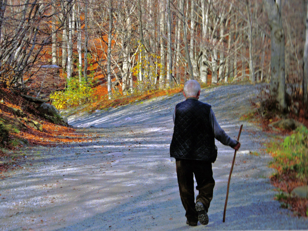 passeggiare nel bosco