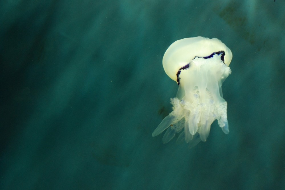 Passeggiata acquatica