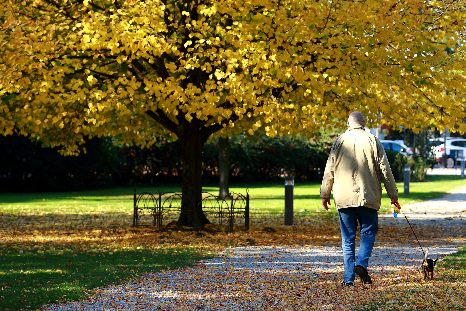 Passeggiata al parco con il cane