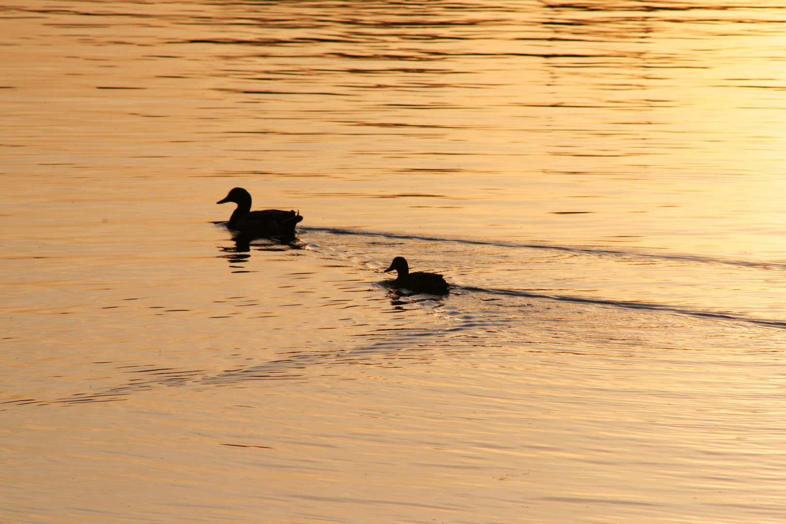 PASSEGGIATA AL TRAMONTO