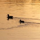 PASSEGGIATA AL TRAMONTO