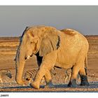 Passeggiata al tramonto (Parco Etosha - Namibia)