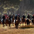 Passeggiata con cavalli