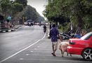 PASSEGGIATA CON MAIALE AL GUINZAGLIO... von Maria Luisa Runti 