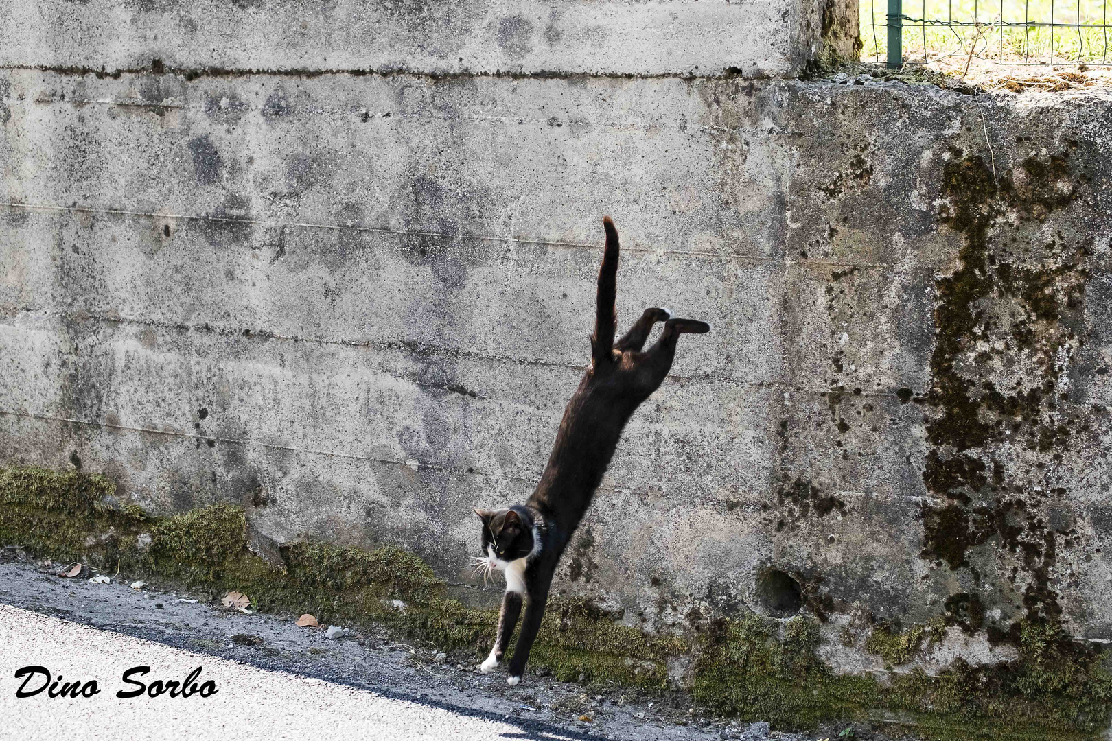 Passeggiata in campagna 6