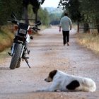 PASSEGGIATA IN CAMPAGNIA CON CANE E MOTO