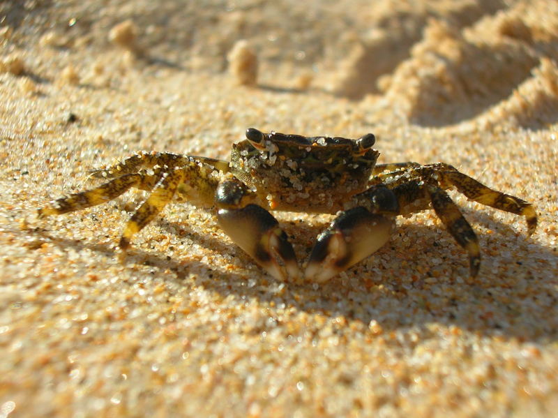 Passeggiata in spiaggia