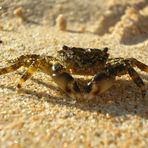 Passeggiata in spiaggia