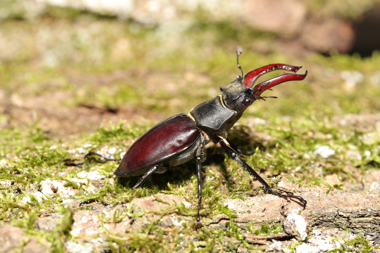 Passeggiata - Lucanus cervus