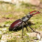 Passeggiata - Lucanus cervus