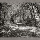 Passeggiata nel bosco