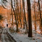 Passeggiata nel bosco.