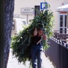 Passeggiata nel verde