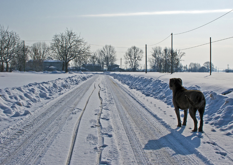 PASSEGGIATA NELLA NEVE / WALKING ON SNOW - 4