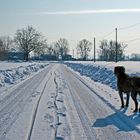 PASSEGGIATA NELLA NEVE / WALKING ON SNOW - 4