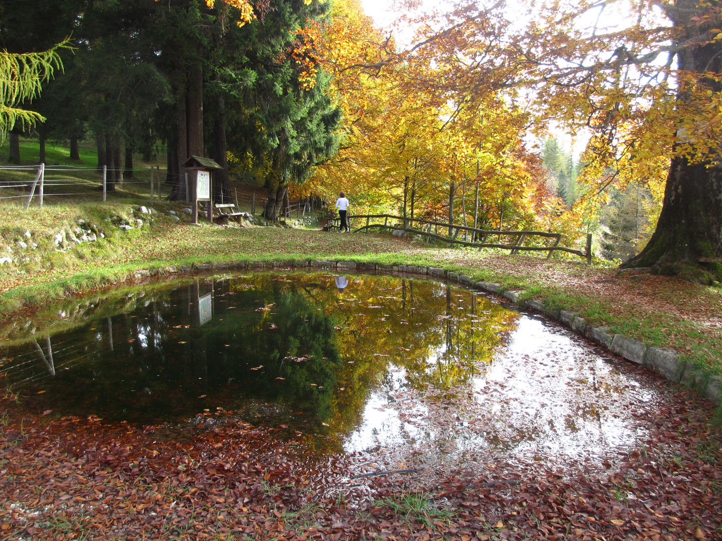 passeggiata solitaria nel bosco